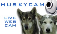 HuskyCam - Live Web Cam